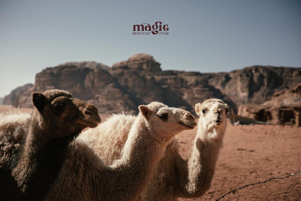 Magic Bedouin Star & Tours Hotel Вади Рум Екстериор снимка